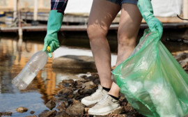 В Псковской области от пластика очищены 44 км берегов водоёмов