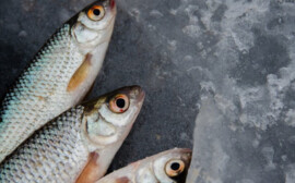 Псковская область наладила поставки рыбы и морепродуктов в другие страны