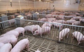 В Псковской области за девять месяцев произведено 193 тыс. тонн мяса в живом весе