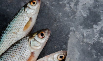 Псковская область наладила поставки рыбы и морепродуктов в другие страны